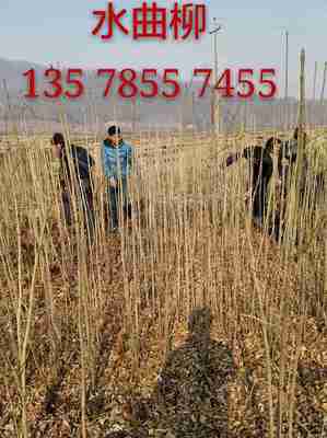 青扦營養(yǎng)杯苗 吉林市船營區(qū)太平苗圃的園林綠化優(yōu)選